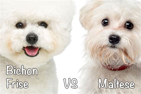 bichon maltais nain|bichon frise vs maltese.